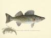 Perch - Pike or Wall-Eyed Pike